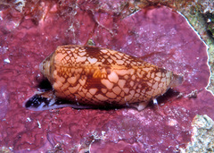 Conus geographus