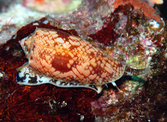 Conus geographus