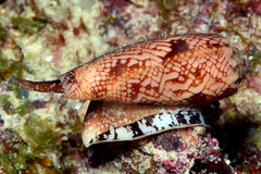 Conus geographus