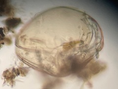 Phyllopoda