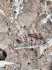 Paederus littoralis