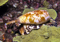 Conus geographus
