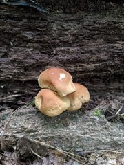 Marasmius cystidiosus