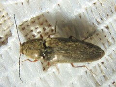 Cardiophorus convexus