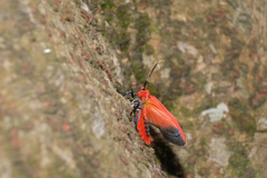 Phauda flammans