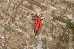 Phauda flammans