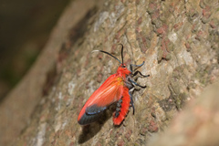 Phauda flammans
