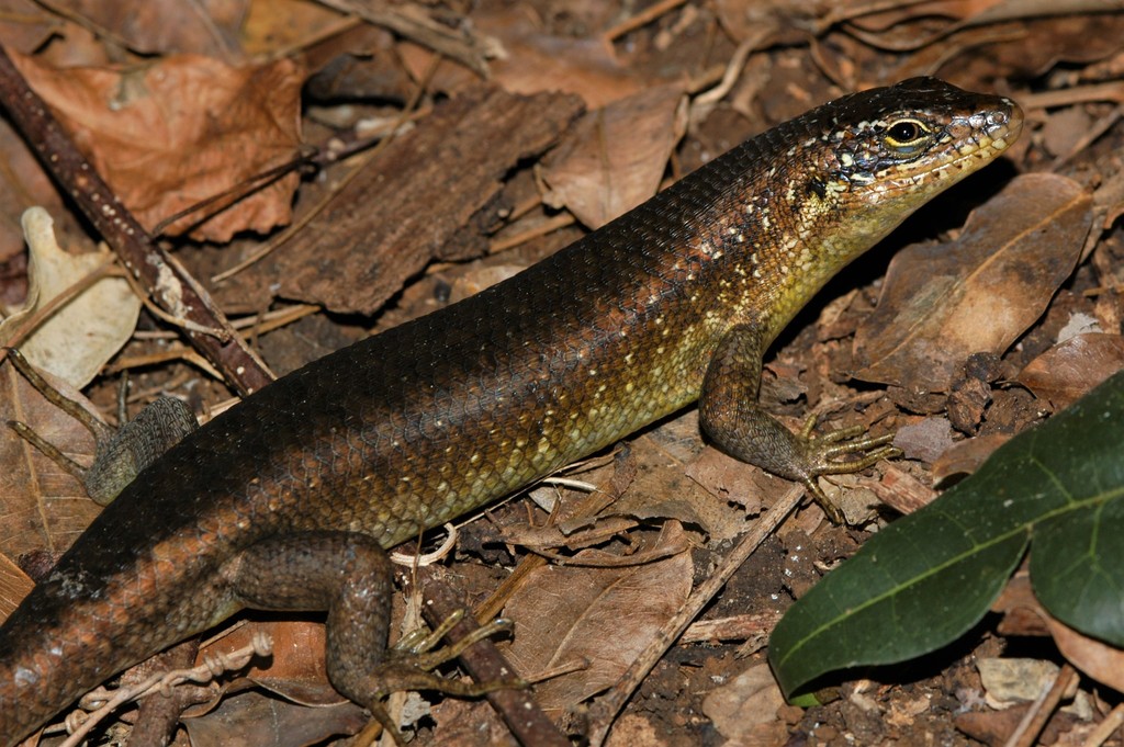 Comoro Island Skink