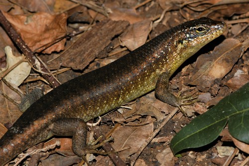 Comoro Island Skink
