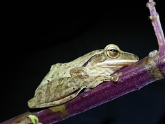 Polypedates leucomystax