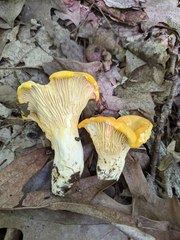 Cantharellus phasmatis