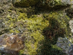 Leproplaca xantholyta