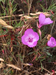 Clarkia cylindrica