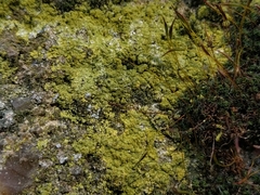 Leproplaca xantholyta