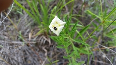 Chamaesaracha edwardsiana