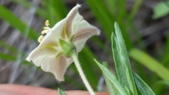 Chamaesaracha edwardsiana