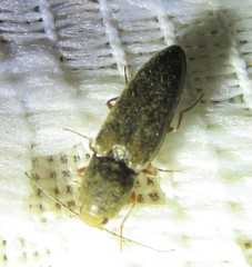 Cardiophorus convexus