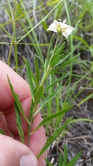 Chamaesaracha edwardsiana