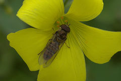 Episyrphus balteatus