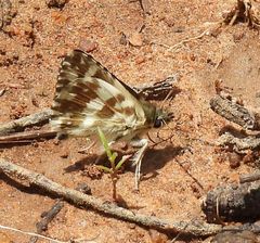 Ernsta dromus
