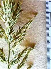 Eragrostis cylindriflora