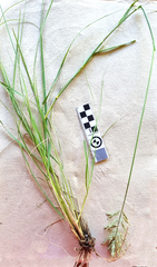 Eragrostis cylindriflora