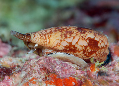 Conus geographus