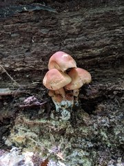 Marasmius cystidiosus