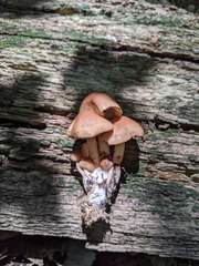 Marasmius cystidiosus