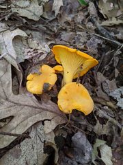 Cantharellus flavus