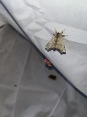 Olceclostera seraphica