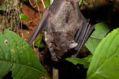 Phyllostomus discolor