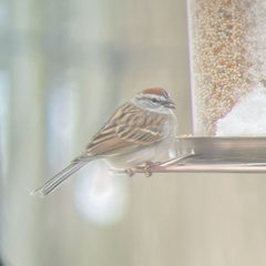 Spizella passerina