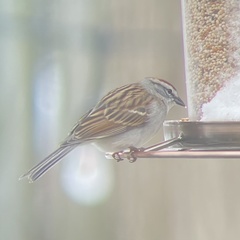 Spizella passerina