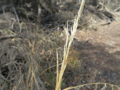 Austrostipa mollis