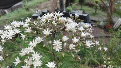 Vernonanthura cordata