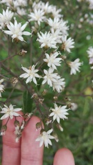 Vernonanthura cordata