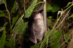 Phyllostomus discolor