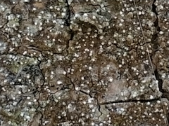 Opegrapha vermicellifera