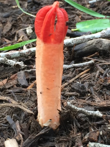 lantern stinkhorn