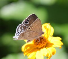 Leptomyrina gorgias sobrina