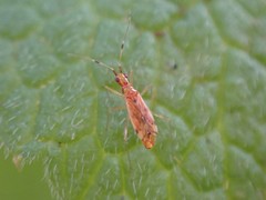 Dicyphus discrepans
