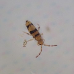 Entomobrya triangularis