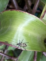 Astylus atromaculatus