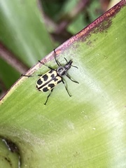 Astylus atromaculatus
