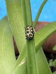Astylus atromaculatus