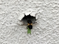 Megachile conjuncta