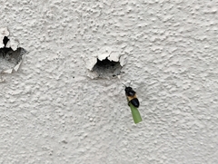 Megachile conjuncta