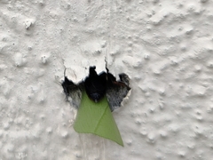 Megachile conjuncta