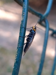 Acantholyda flaviceps